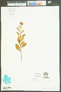 Lyonia lucida image