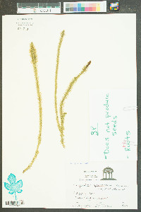 Lycopodium appressum image