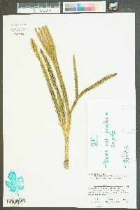 Lycopodiella alopecuroides image