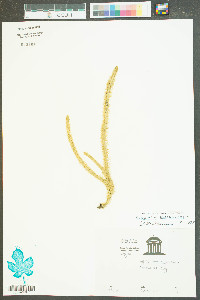 Lycopodiella alopecuroides image