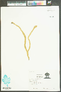 Lycopodiella alopecuroides image