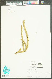 Lycopodiella alopecuroides image