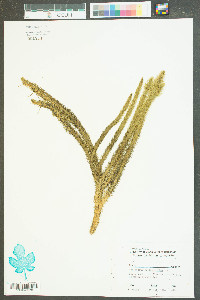 Lycopodiella alopecuroides image