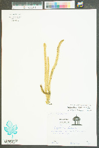 Lycopodiella alopecuroides image