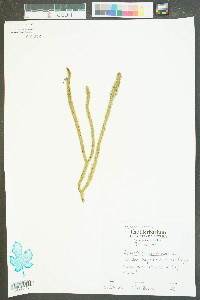 Lycopodium appressum image