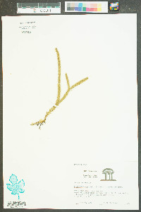 Lycopodium appressum image