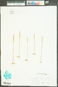 Lycopodium carolinianum image