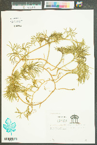 Lycopodium flabelliforme var. ambiguum image