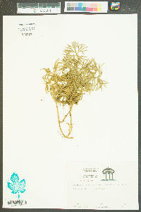 Lycopodium flabelliforme var. ambiguum image