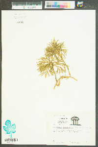 Lycopodium flabelliforme var. ambiguum image