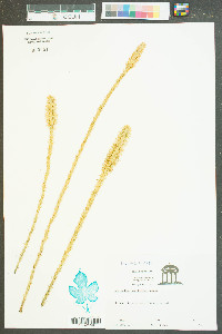 Lycopodium prostratum image