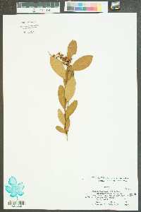 Lyonia mariana image