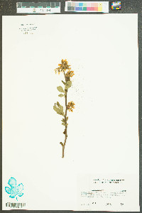 Lyonia mariana image