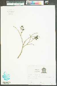 Lyonia mariana image