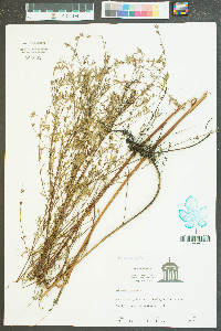 Lythrum lineare image