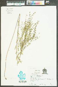 Lythrum lineare image