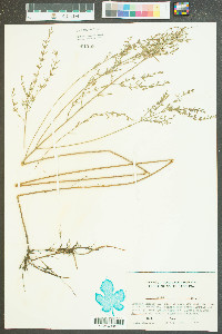 Lythrum lineare image