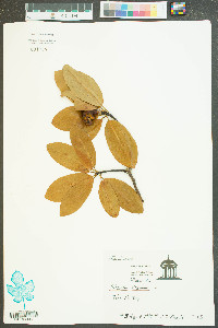 Magnolia virginiana image