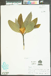 Magnolia virginiana image