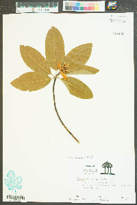 Magnolia virginiana image