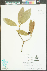 Magnolia virginiana image