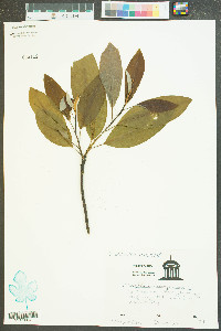 Magnolia virginiana image