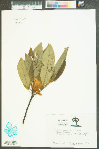 Magnolia virginiana image