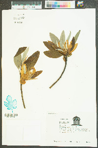 Magnolia virginiana image