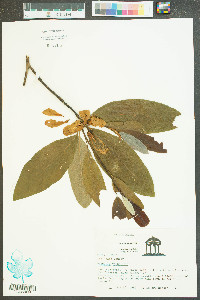 Magnolia virginiana image