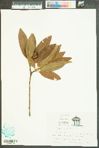 Magnolia virginiana image