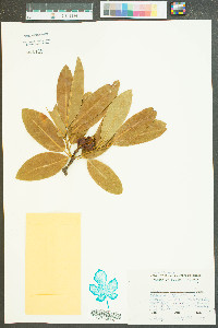 Magnolia virginiana image