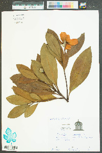 Magnolia virginiana image