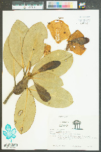 Magnolia grandiflora image