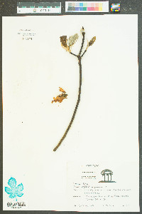 Magnolia virginiana image