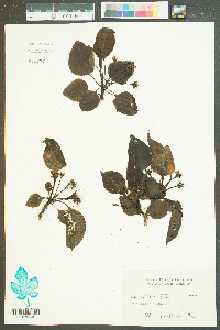 Malus angustifolia image