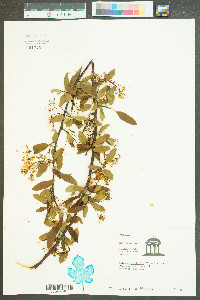 Malus angustifolia image