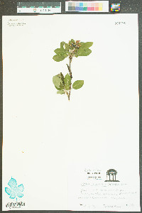 Malus angustifolia image