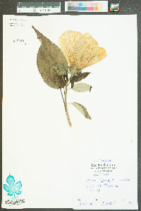 Malva neglecta image