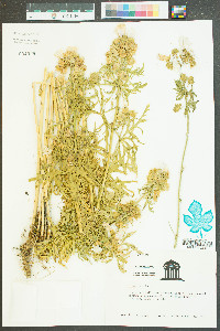 Malva moschata image