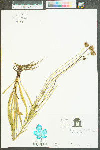 Marshallia grandiflora image