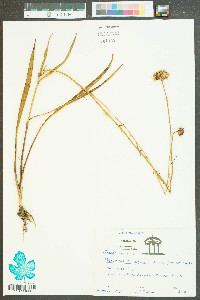 Marshallia graminifolia image