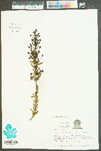 Mecardonia acuminata image