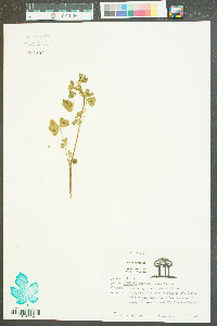 Medicago arabica image