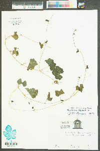 Melothria pendula image