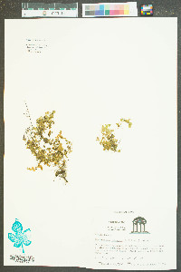 Micranthemum umbrosum image