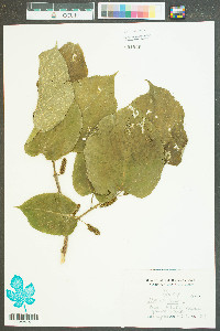 Morus alba image