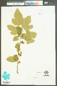 Morus alba image