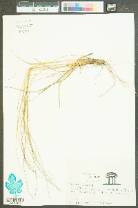 Muhlenbergia capillaris image