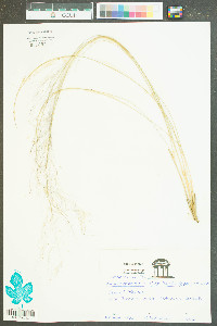 Muhlenbergia capillaris image