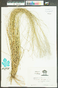 Muhlenbergia capillaris image